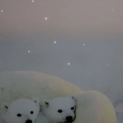 Northlight Fiber Optic Lighted Mama Polar Bear And Cubs Canvas Wall Art 23.5" X 15.5" 6 Northlight Fiber Optic Lighted Mama Polar Bear And Cubs Canvas Wall Art 23.5" X 15.5" -Twinkly Popular Shop bfn0skr7cyqodbb6mxktfzvwkb6nrlch 98178.1588344266