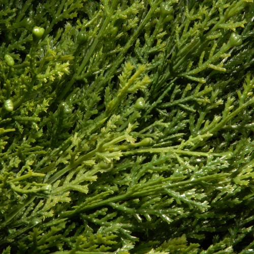 5' Potted Juniper Spiral Pencil Artificial Christmas Tree - Unlit 4 5' Potted Juniper Spiral Pencil Artificial Christmas Tree - Unlit - Image 2