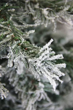 7' Unlit Slim Frosted And Glittered Woodland Alpine Artificial Christmas Tree -Twinkly Popular Shop duwcgc49oyym23jdvmw4hotx2rgjoz1d 26942.1588349968