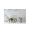 Northlight Small Fiber Optic Lighted Winter Woods With Deer Canvas Wall Art 12" X 11.75" -Twinkly Popular Shop lb04ivntlmt3fd97iqi0dlkfqkoad6jx 12204.1588369272