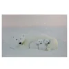Northlight Fiber Optic Lighted Mama Polar Bear And Cubs Canvas Wall Art 23.5" X 15.5" -Twinkly Popular Shop ly1bsqziztepnn8kjftn7flxjhut4bjd 91415.1665580035
