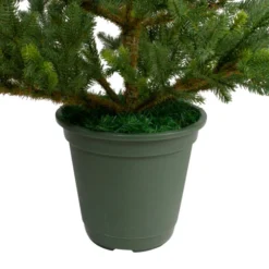 Northlight 6' Potted Noble Pine Slim Artificial Christmas Tree - Unlit -Twinkly Popular Shop northlight v27377 3 05838.1665611932