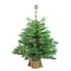 Northlight 3' Potted New Carolina Spruce Medium Artificial Christmas Tree - Unlit -Twinkly Popular Shop vcpb9nvhitmvkbd1cvp3edclacwlzbh7 43969.1588353913